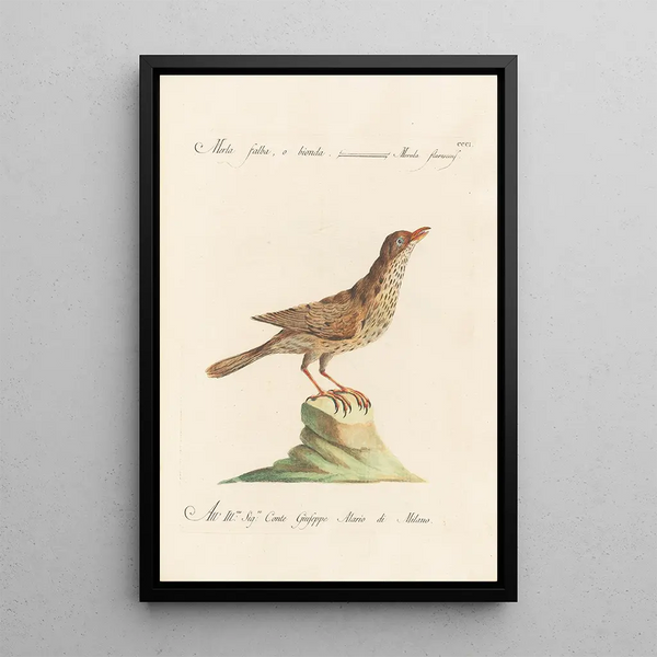 Ornithologia methodice digesta Pl283 - Saverio Manetti — framed artwork on a wall