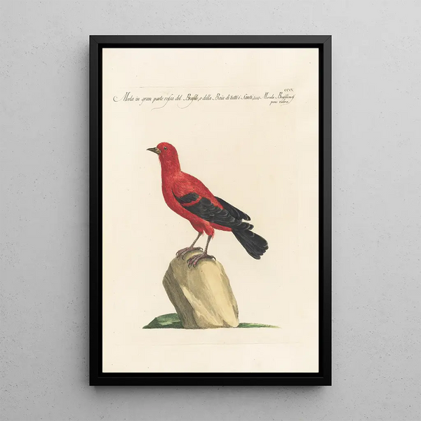 Ornithologia methodice digesta Pl287 - Saverio Manetti — framed artwork on a wall