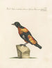Ornithology methodically digested Pl288 - Saverio Manetti — artwork view