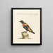 Ornithology methodically digested Pl288 - Saverio Manetti — framed artwork on a wall