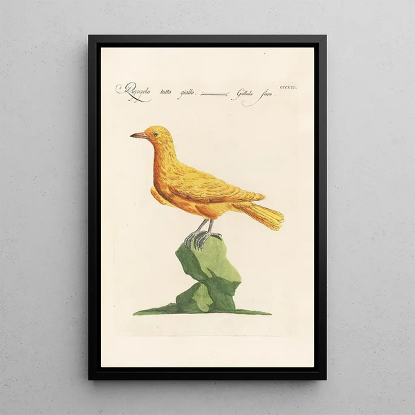 Ornithologia methodice digesta Pl290 - Saverio Manetti — framed artwork on a wall