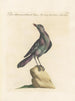 Ornithology Painting methodically digested Pl292 - Saverio Manetti — artwork view