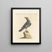 Ornithology Painting methodically digested Pl292 - Saverio Manetti — framed artwork on a wall