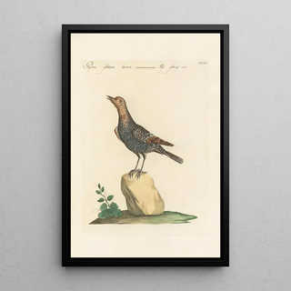 Saverio Manetti - Ornithologia methodice digesta Pl293.webp