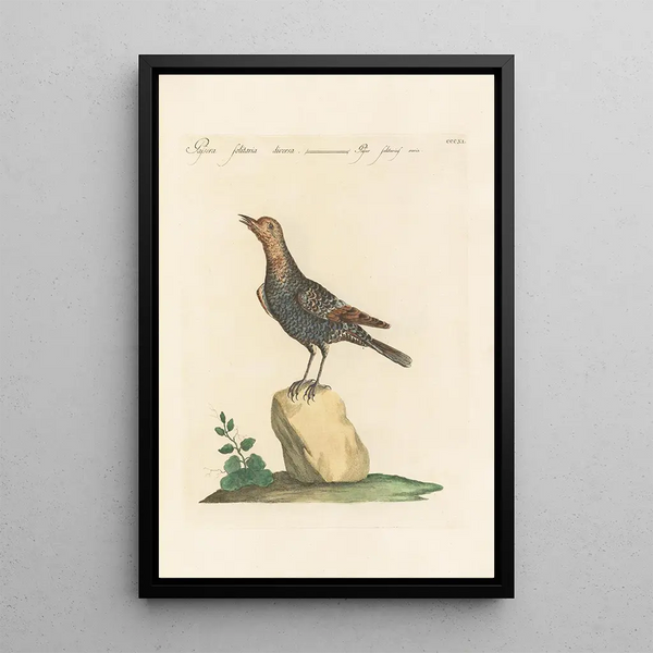 Ornithologia methodice digesta Pl293 - Saverio Manetti — framed artwork on a wall