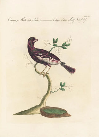Saverio Manetti - Ornithologia methodice digesta Pl296.webp