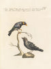 Ornithology systematically digested Painting Pl300 - Saverio Manetti — artwork view