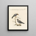 Ornithology systematically digested Painting Pl300 - Saverio Manetti — framed artwork on a wall