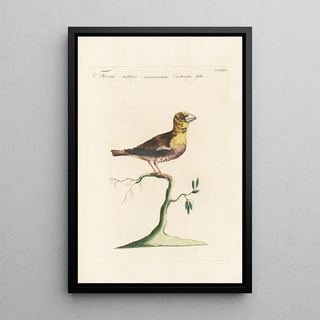 Saverio Manetti - Ornithologia methodice digesta Pl308.webp