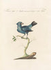 Ornithology systematically digested Pl312 - Saverio Manetti — artwork view