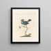 Ornithology systematically digested Pl312 - Saverio Manetti — framed artwork on a wall