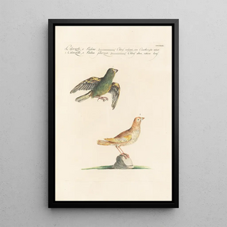 Saverio Manetti - Ornithologia methodice digesta Pl313.webp