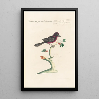 Saverio Manetti - Ornithologia methodice digesta Pl316.webp