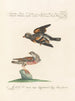 Ornithology Painting methodically digested Pl320 - Saverio Manetti — artwork view