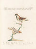 L'ornithologie méthodiquement digérée Pl321 - Saverio Manetti — artwork view