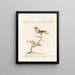 L'ornithologie méthodiquement digérée Pl321 - Saverio Manetti — framed artwork on a wall