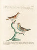 Ornithology methodically digested Pl323 - Saverio Manetti — artwork view