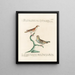 Ornithology methodically digested Pl323 - Saverio Manetti — framed artwork on a wall