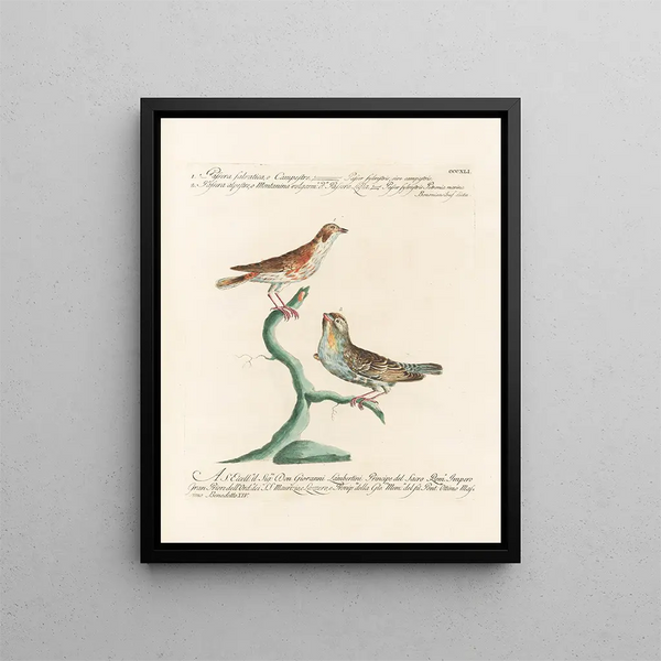 Ornithology methodically digested Pl323 - Saverio Manetti — framed artwork on a wall
