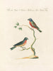 Ornithology systematically digested Pl326 - Saverio Manetti — artwork view
