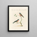 Ornithology systematically digested Pl326 - Saverio Manetti — framed artwork on a wall