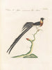 Ornithologie méthodiquement digérée Pl329 - Saverio Manetti — artwork view