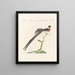 Ornithologie méthodiquement digérée Pl329 - Saverio Manetti — framed artwork on a wall