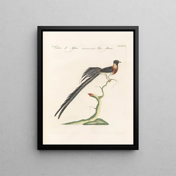 Ornithologie méthodiquement digérée Pl329 - Saverio Manetti — framed artwork on a wall