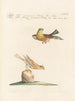 Ornithology painting methodically digested Pl330 - Saverio Manetti — artwork view