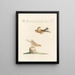Ornithology painting methodically digested Pl330 - Saverio Manetti — framed artwork on a wall