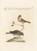 Ornithologia methodice digesta Pl332 - Saverio Manetti — artwork view