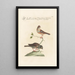 Ornithologia methodice digesta Pl332 - Saverio Manetti — framed artwork on a wall