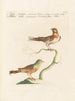 L'ornithologie méthodiquement digérée Pl333 - Saverio Manetti — artwork view