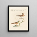L'ornithologie méthodiquement digérée Pl333 - Saverio Manetti — framed artwork on a wall