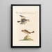 Ornithologia methodice digesta Pl334 - Saverio Manetti — framed artwork on a wall