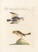 Ornithologia methodice digesta Pl334 - Saverio Manetti — artwork view