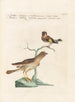 Ornithology Painting methodically digested Pl335 - Saverio Manetti — artwork view