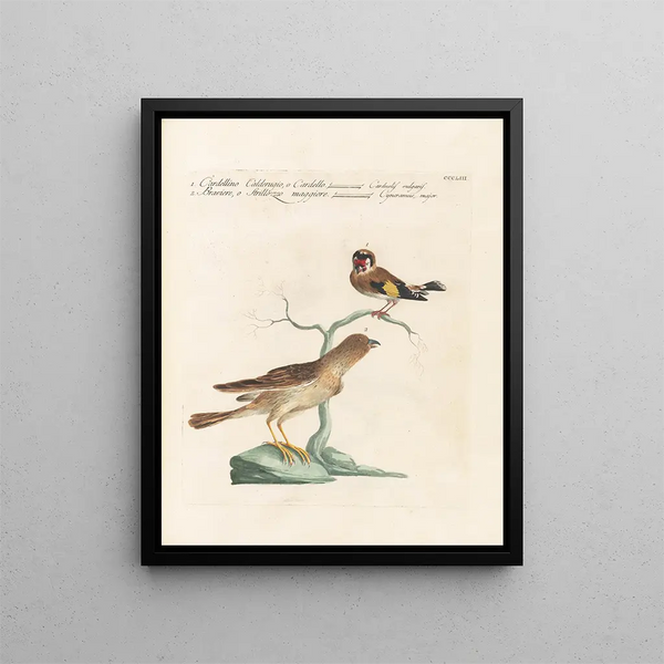 Ornithology Painting methodically digested Pl335 - Saverio Manetti — framed artwork on a wall