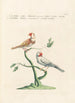 Ornithologia methodice digesta Pl336 - Saverio Manetti — artwork view
