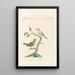 Ornithologia methodice digesta Pl337 - Saverio Manetti — framed artwork on a wall