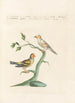 Ornithologia methodice digesta Pl337 - Saverio Manetti — artwork view