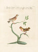 Ornithologia methodice digesta Pl338 - Saverio Manetti — artwork view