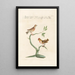 Ornithologia methodice digesta Pl338 - Saverio Manetti — framed artwork on a wall