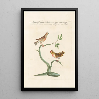 Saverio Manetti - Ornithologia methodice digesta Pl338.webp