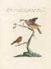 Ornithology painting methodically digested Pl339 - Saverio Manetti — artwork view