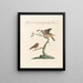 Ornithology painting methodically digested Pl339 - Saverio Manetti — framed artwork on a wall