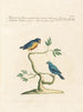 L'ornithologie méthodiquement digérée Pl341 - Saverio Manetti — artwork view