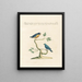 L'ornithologie méthodiquement digérée Pl341 - Saverio Manetti — framed artwork on a wall