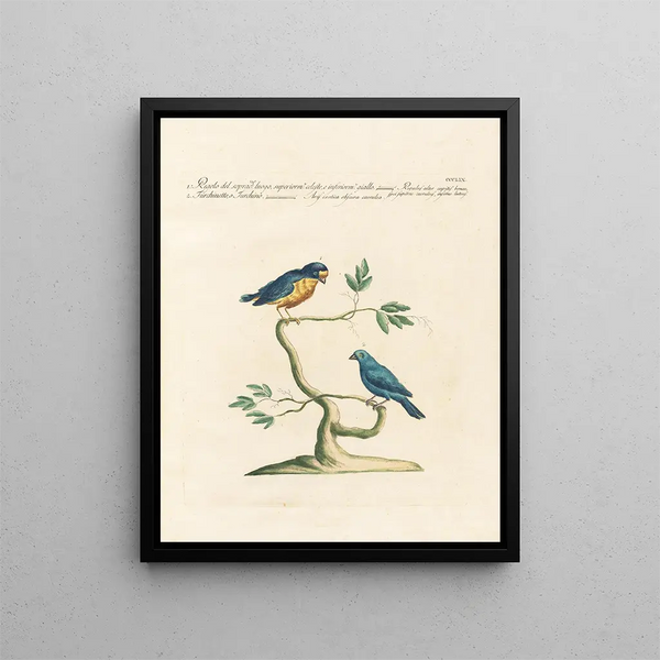 L'ornithologie méthodiquement digérée Pl341 - Saverio Manetti — framed artwork on a wall