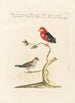 Ornithologia methodice digesta Pl342 - Saverio Manetti — artwork view
